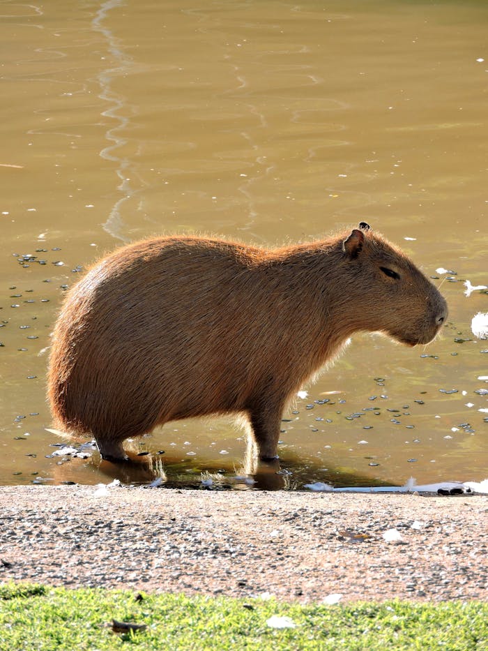 Close up of Capybara